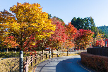 Obraz premium 日本の風景・秋 静岡 紅葉の田貫湖畔