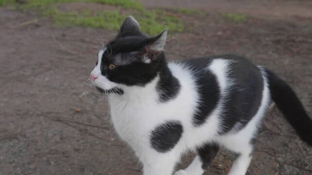 Black and White Street Cat Exploring Outdoors and Looking Around