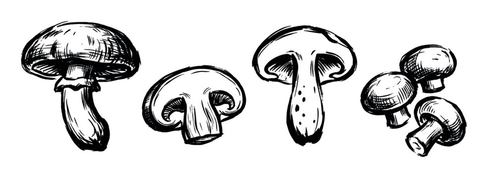 Hand drawn black and white champignon mushrooms set in a rough sketch style, showing whole, sliced, and cross-section views of the edible fungi for culinary or botanical design