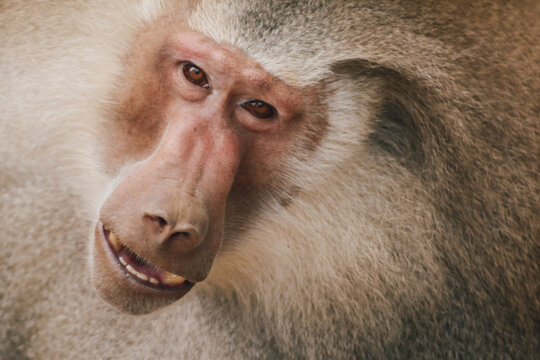 Close-up portrait of a baboon with expressive eyes and thick fur, captured in a natural environment in Cali, Colombia. The detailed primate face and texture highlight wildlife behavior and animal