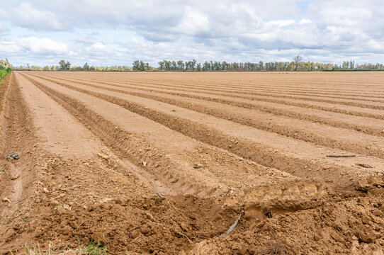 Symmetrical raised seedbeds prepared for planting in a vast agricultural field.