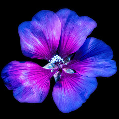 Hibiscus flower under Ultraviolet Light © thom_morris