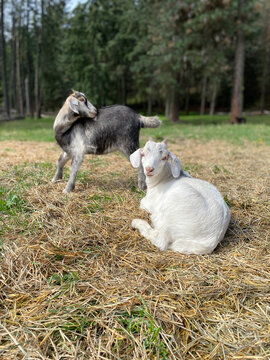 baby kiko goat with horns