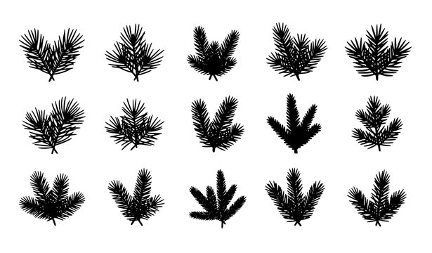 Evergreen pine branch vector pack with conifer twig silhouettes for winter botanical design