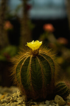 Notocactus magnificus