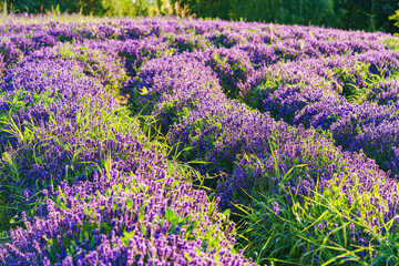 Obraz premium Lavender bushes in row, blooming under warm sunlight in peaceful purple and green summer field with soft sunset lignt background. Landscape, natural background, herbal wallpaper