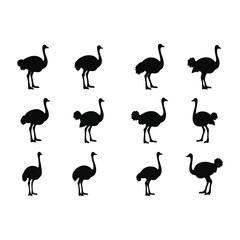 Obraz premium Group of Ostriches in Various Poses.