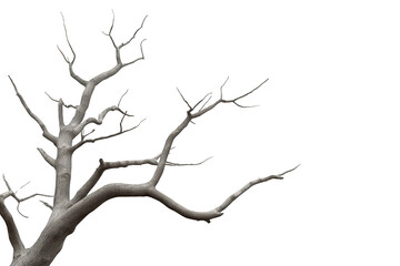 Dead tree with gnarled bare branches on transparent background, symbolizing aging, seasonal change, or struggle