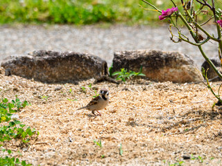 Obraz premium 陽だまり散歩。砂地で遊ぶ愛らしいスズメ