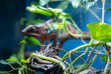 Vibrant chameleon camouflages among green leaves and branches, showcasing adaptive survival in a tropical environment. Perfect for nature, wildlife, and biology concepts.