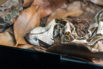 Close-up of a Gaboon viper blending with brown leaves and soil, showcasing its natural camouflage and unique horned head, ideal for wildlife, reptile, and nature education content.
