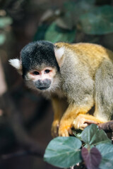 Close-up of a squirrel monkey with vivid fur, alert expression, and natural foliage background, perfect for wildlife, nature, and rainforest conservation themes.