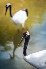 Fototapeta premium Two graceful red crowned cranes stand in calm, reflective water, showcasing their striking plumage and serene natural environment, perfect for wildlife and nature themes.