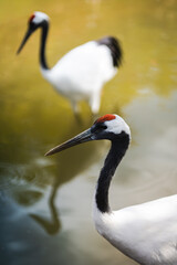 Fototapeta premium Closeup of two elegant red crowned cranes standing in calm shallow water, perfect for nature, wildlife, and bird conservation themes, highlighting beauty and tranquility.