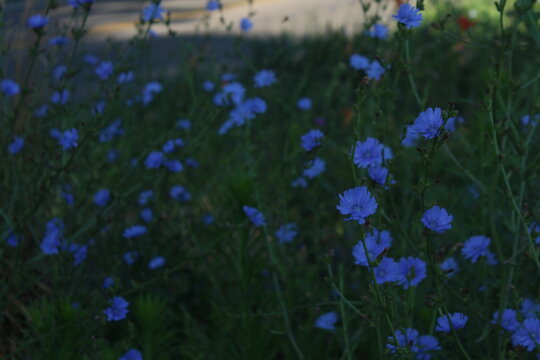 a field of chicory flowers in the shade