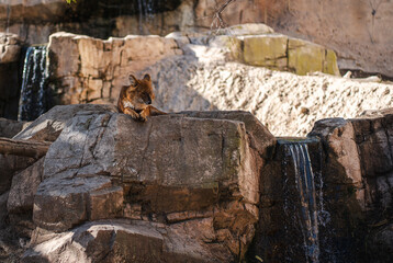 A majestic lion relaxes atop a large rocky outcrop with small cascading waterfalls, evoking a sense of wildlife tranquility and natural beauty in a zoo or reserve setting.