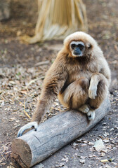 Obraz premium A gibbon with thick brown fur sits calmly on a log in a forest environment, showcasing its natural behavior and unique primate features in a wildlife setting.