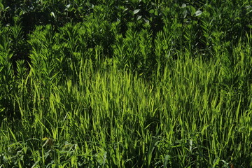 Fototapeta premium green grass texture