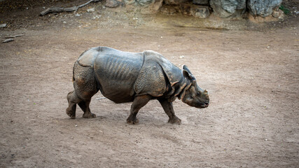 Obraz premium A solitary Indian rhinoceros walks across a dry, earthy terrain, showcasing its thick, armored skin. Ideal for wildlife, conservation, and nature-related search queries.