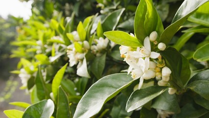 White orange blossoms flowers on a tree in Sicily