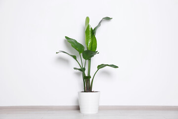 Beautiful bird of paradise (Strelitzia) houseplant in pot on floor near light wall