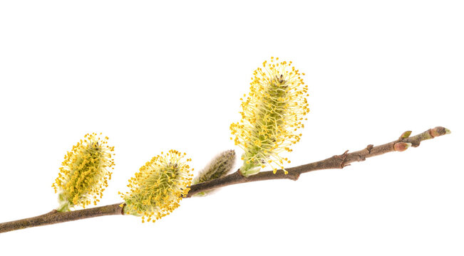 Pussy willow branch with flowers