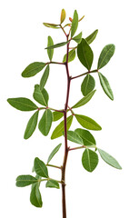 Naklejka premium Mastic tree branch