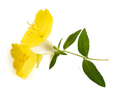 Common evening primrose