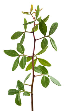 Mastic tree branch
