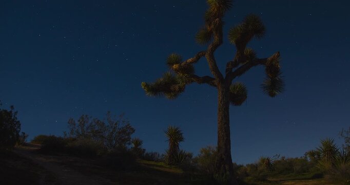 Joshua Tree Night Sky Clear Stars Timelapse Evening Peaceful Moonlit