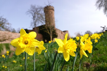 A yellow daffodil in front of the castle in the city of Zülpich, germany © Yhia