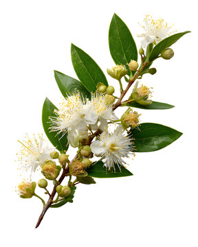 Common myrtle branch with white flowers and green leaves isolated on transparent background