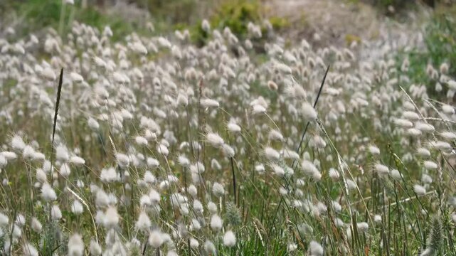 Field of fluffy bunny tail grass (Lagurus ovatus) swaying in the wind at Cheetham Wetlands in Point Cook, Melbourne, Australia. Environmental weed on natural coastal grassland