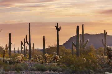 Cactuses in Arizona