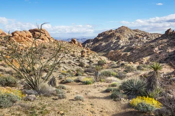Joshua tree © Galyna Andrushko