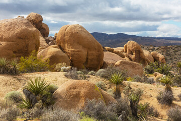 Naklejka premium Joshua tree