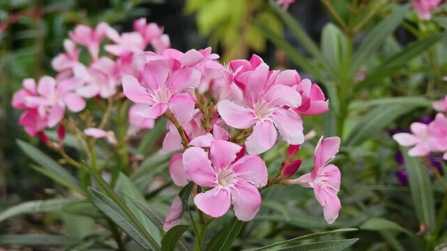 pink oleander flowers natural bouquet