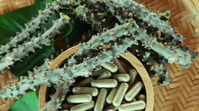 Tinospora crispa and capsules with leaves have medicinal properties.