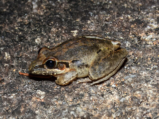 Obraz premium Broad-palmed Frog (Litoria latopalmata) in Australia