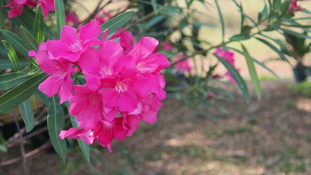 Vibrant pink oleander flowers in bloom in the garden