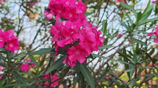 Vibrant pink oleander flowers in bloom on a sunny day.