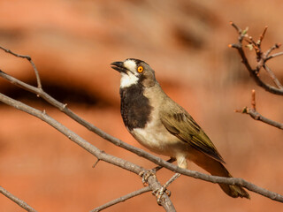 Obraz premium Crested Bellbird (Oreoica gutturalis) in Australia