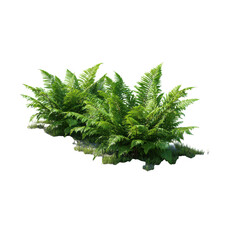 Lush Green Fern on transparent background