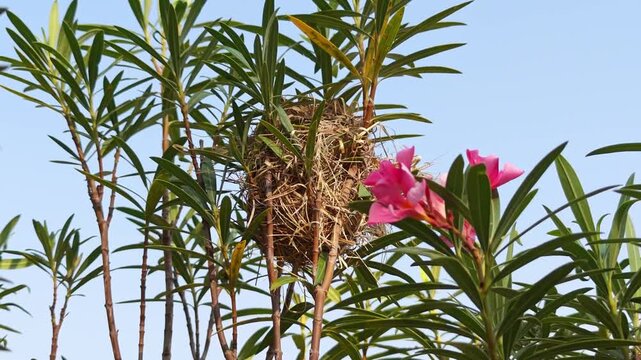 A weaver bird's nest on an oleander bush in the garden.