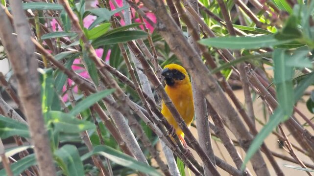 A weaver bird's nest on an oleander bush in the garden.