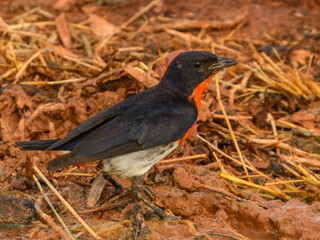 Obraz premium Mistletoebird (Dicaeum hirundinaceum) in Australia