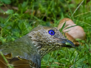 Obraz premium Satin Bowerbird (Ptilonorhynchus violaceus) in Australia