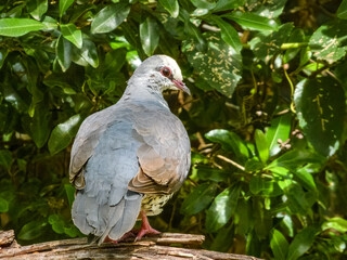Obraz premium Wonga Pigeon (Leucosarcia melanoleuca) in Australia