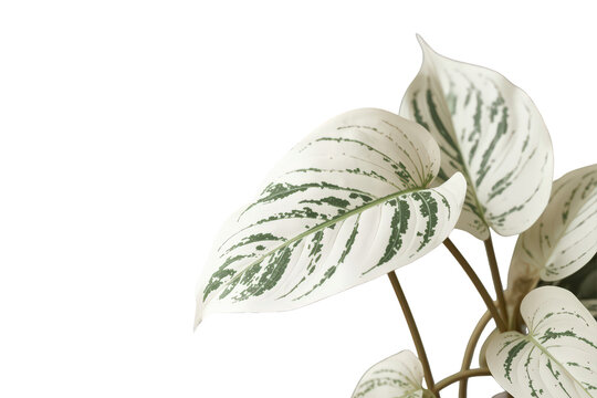 Variegated homalomena plant showing white and green exotic foliage, tropical houseplant on a transparent background