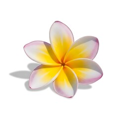 Fototapeta premium Exotic Plumeria Flower - A Tropical Beauty in Full Bloom.